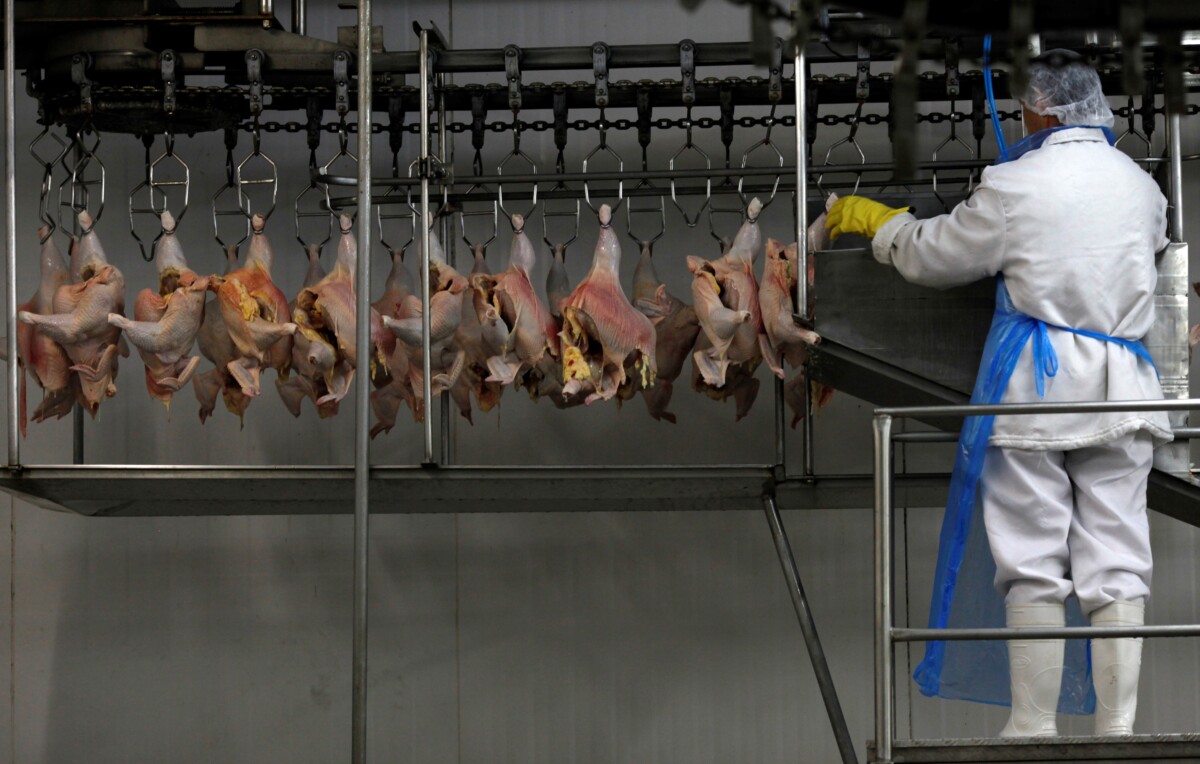 Carne de frango em frigorífico
